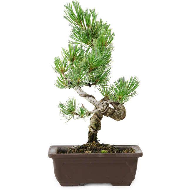 Pinus parviflora, 27 cm, ± 8 ans