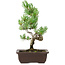 Pinus parviflora, 27 cm, ± 8 anni