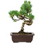 Pinus parviflora, 24 cm, ± 8 jaar oud