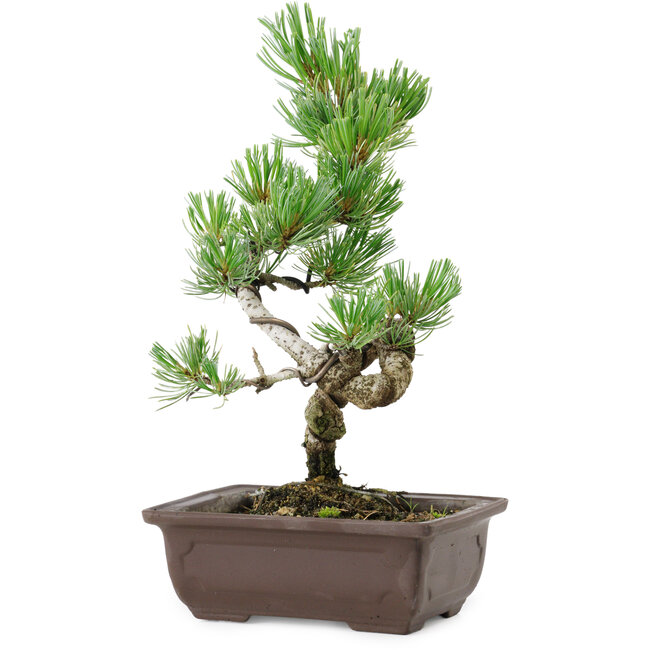 Pinus parviflora, 27 cm, ± 8 years old