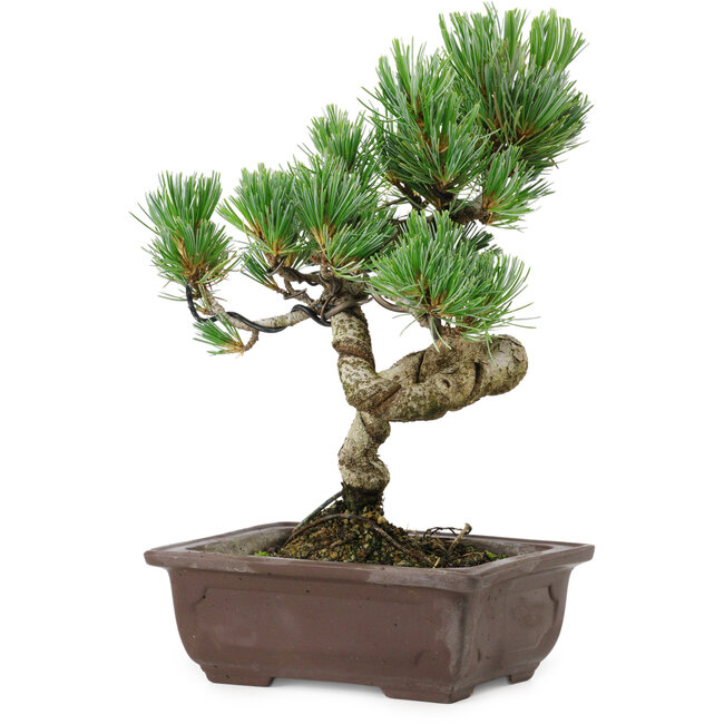 Pinus parviflora, 24 cm, ± 8 anni