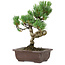 Pinus parviflora, 24 cm, ± 8 anni