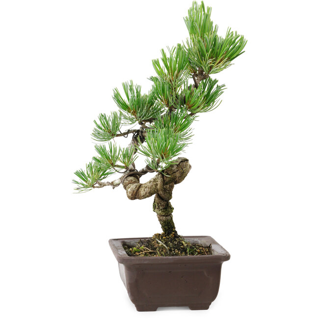 Pinus parviflora, 27 cm, ± 8 anni