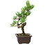 Pinus parviflora, 27 cm, ± 8 years old