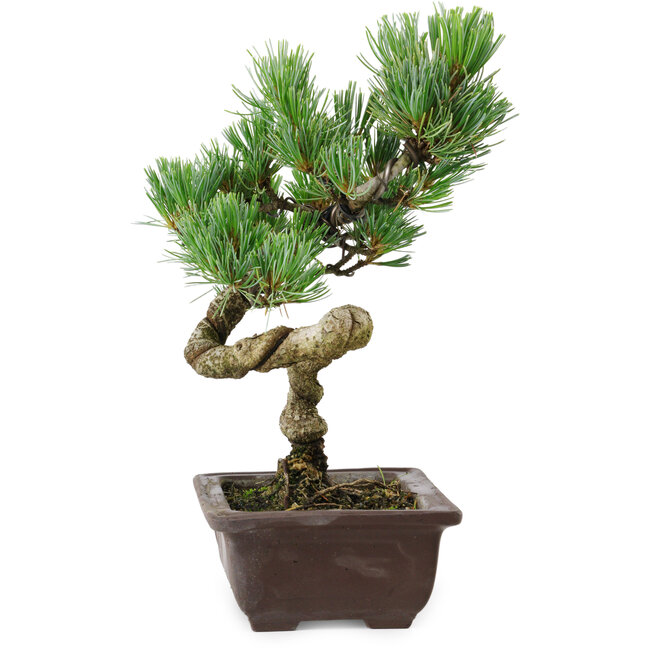 Pinus parviflora, 24 cm, ± 8 years old