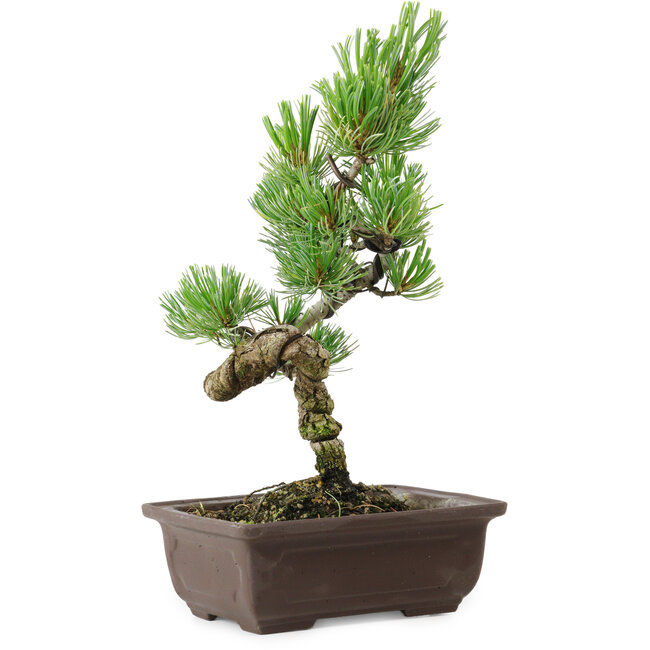 Pinus parviflora, 27 cm, ± 8 years old