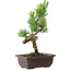 Pinus parviflora, 27 cm, ± 8 anni