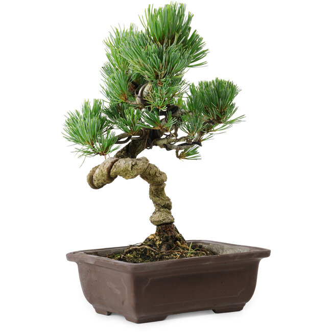 Pinus parviflora, 24 cm, ± 8 anni