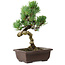 Pinus parviflora, 24 cm, ± 8 años de edad