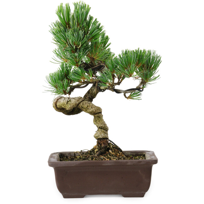 Pinus parviflora, 24 cm, ± 8 years old