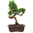 Pinus parviflora, 24 cm, ± 8 anni