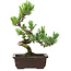 Pinus parviflora, 26 cm, ± 8 anni
