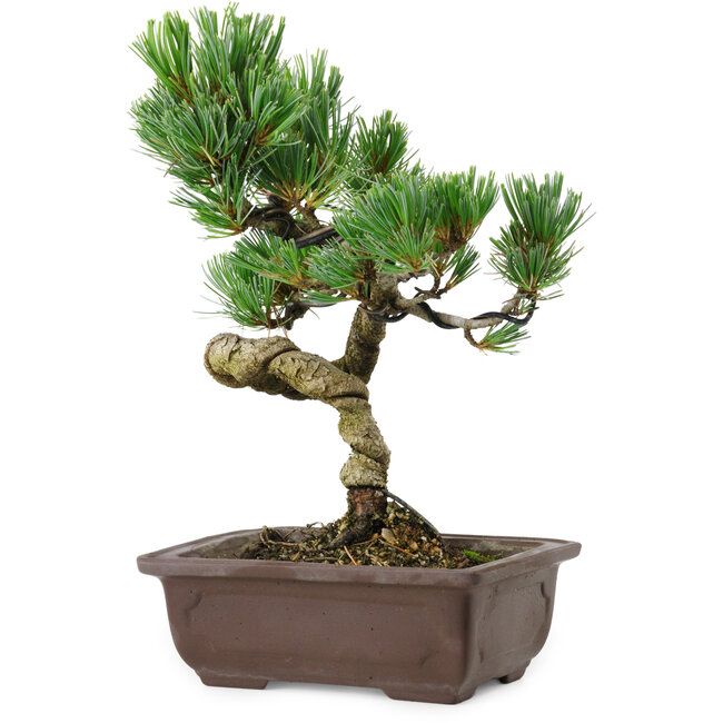 Pinus parviflora, 24 cm, ± 8 years old