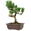 Pinus parviflora, 24 cm, ± 8 jaar oud
