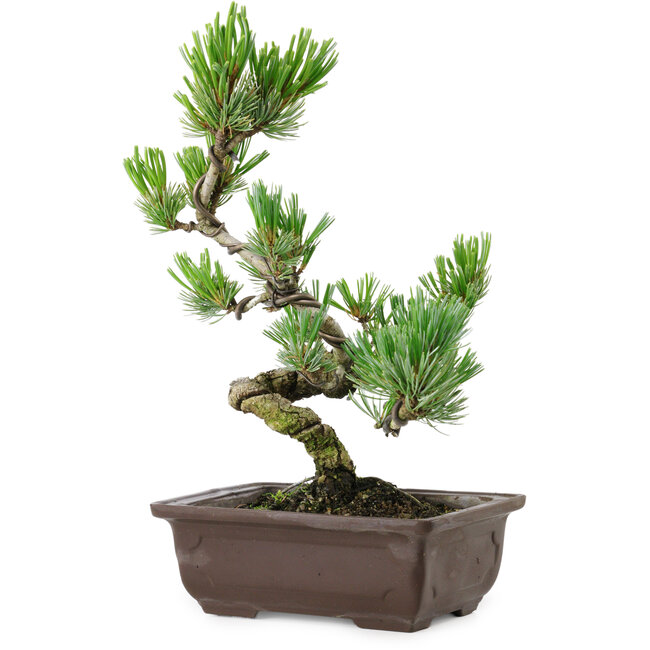 Pinus parviflora, 26 cm, ± 8 jaar oud