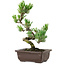 Pinus parviflora, 26 cm, ± 8 years old