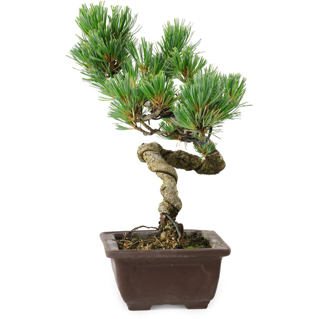 Pinus parviflora, 24 cm, ± 8 years old