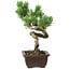 Pinus parviflora, 24 cm, ± 8 years old