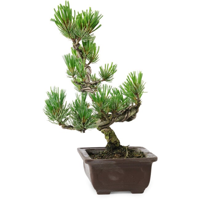 Pinus parviflora, 26 cm, ± 8 años de edad
