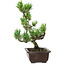 Pinus parviflora, 26 cm, ± 8 años de edad