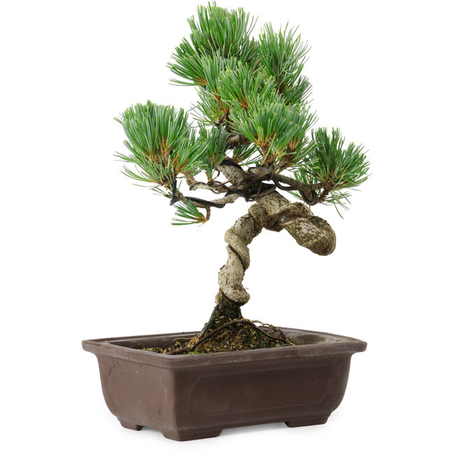 Pinus parviflora, 24 cm, ± 8 anni