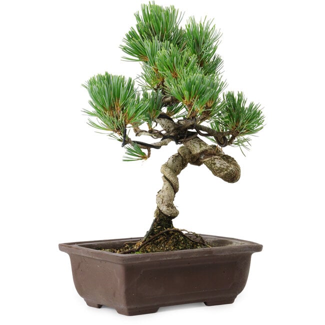 Pinus parviflora, 24 cm, ± 8 años de edad