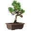 Pinus parviflora, 24 cm, ± 8 years old