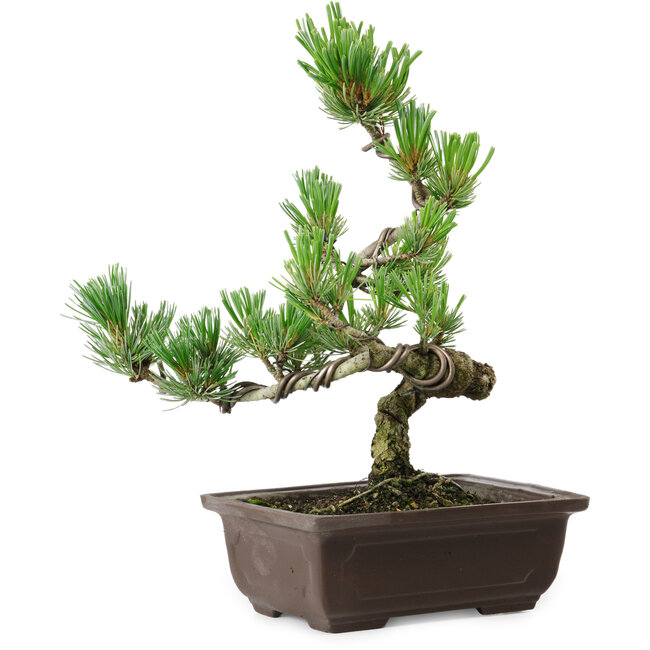 Pinus parviflora, 26 cm, ± 8 años de edad