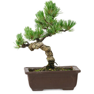 Pinus parviflora, 19 cm, ± 8 jaar oud