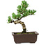 Pinus parviflora, 19 cm, ± 8 years old