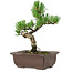 Pinus parviflora, 19 cm, ± 8 anni