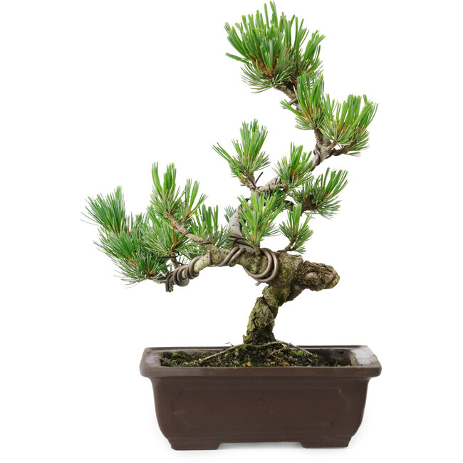 Pinus parviflora, 26 cm, ± 8 years old