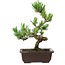 Pinus parviflora, 26 cm, ± 8 años de edad
