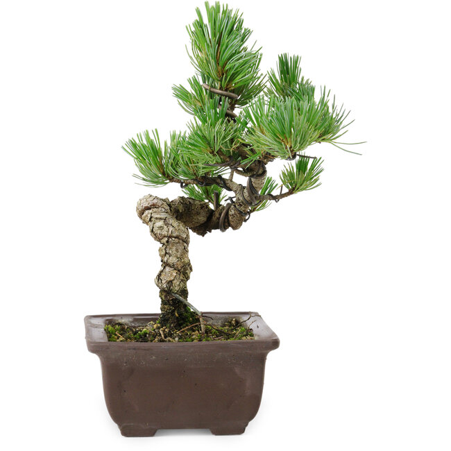 Pinus parviflora, 19 cm, ± 8 jaar oud