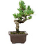 Pinus parviflora, 19 cm, ± 8 años de edad