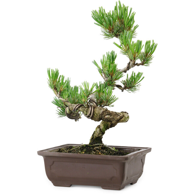 Pinus parviflora, 26 cm, ± 8 anni