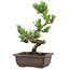 Pinus parviflora, 26 cm, ± 8 years old
