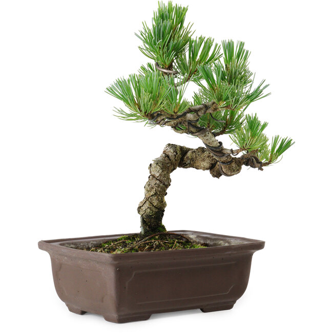 Pinus parviflora, 19 cm, ± 8 años de edad