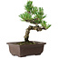 Pinus parviflora, 19 cm, ± 8 years old