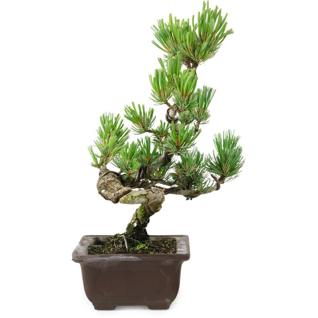 Pinus parviflora, 26 cm, ± 8 jaar oud