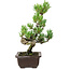 Pinus parviflora, 26 cm, ± 8 años de edad
