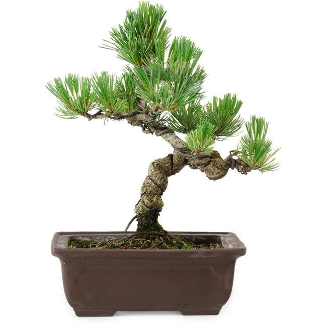 Pinus parviflora, 19 cm, ± 8 anni