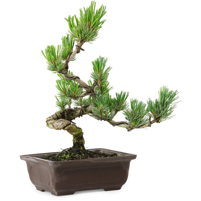 Pinus parviflora, 26 cm, ± 8 años de edad