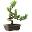 Pinus parviflora, 26 cm, ± 8 años de edad