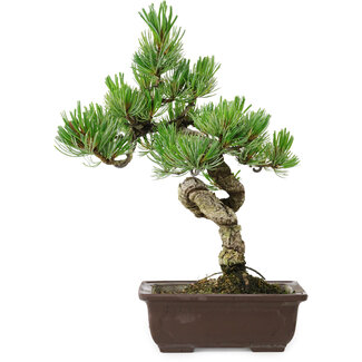 Pinus parviflora, 30 cm, ± 8 years old