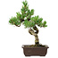 Pinus parviflora, 30 cm, ± 8 años de edad