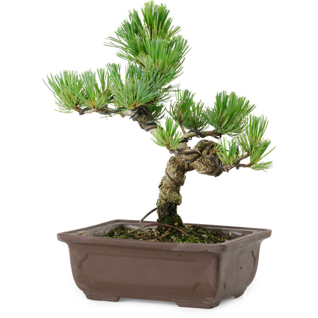 Pinus parviflora, 19 cm, ± 8 years old