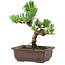 Pinus parviflora, 19 cm, ± 8 años de edad