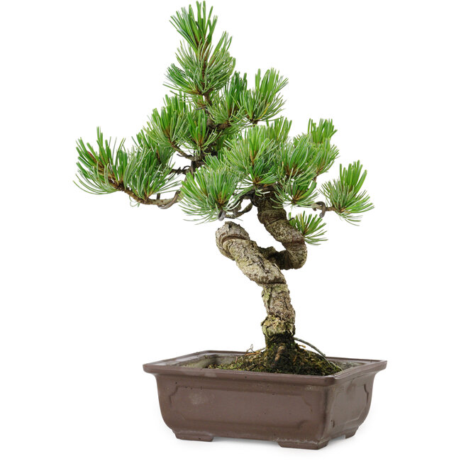 Pinus parviflora, 30 cm, ± 8 ans