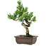Pinus parviflora, 30 cm, ± 8 jaar oud